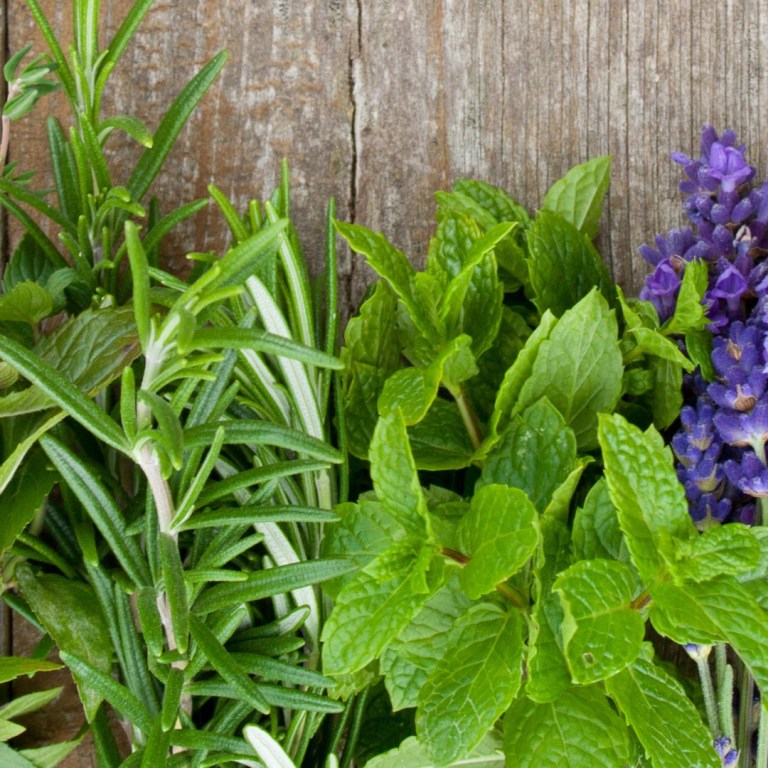 Absolute Aromas Focus Essential Blend