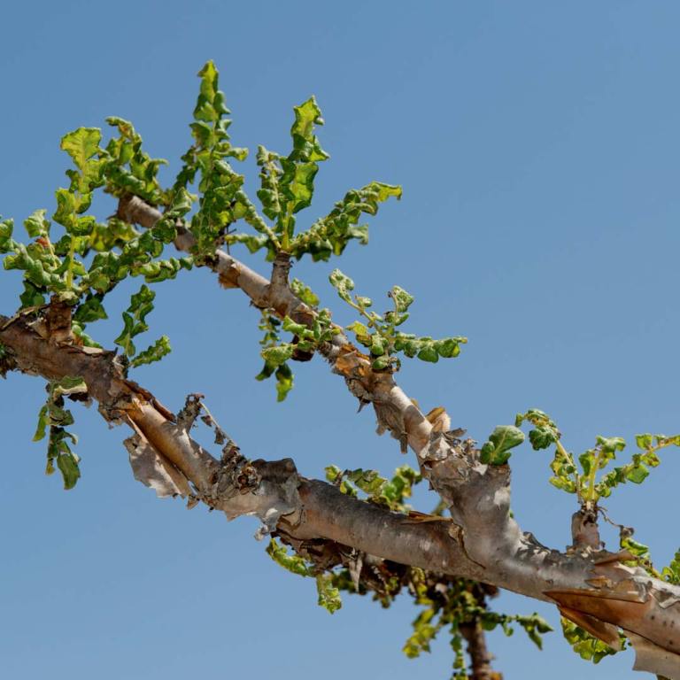 Absolute Aromas Frankincense Essential Oil