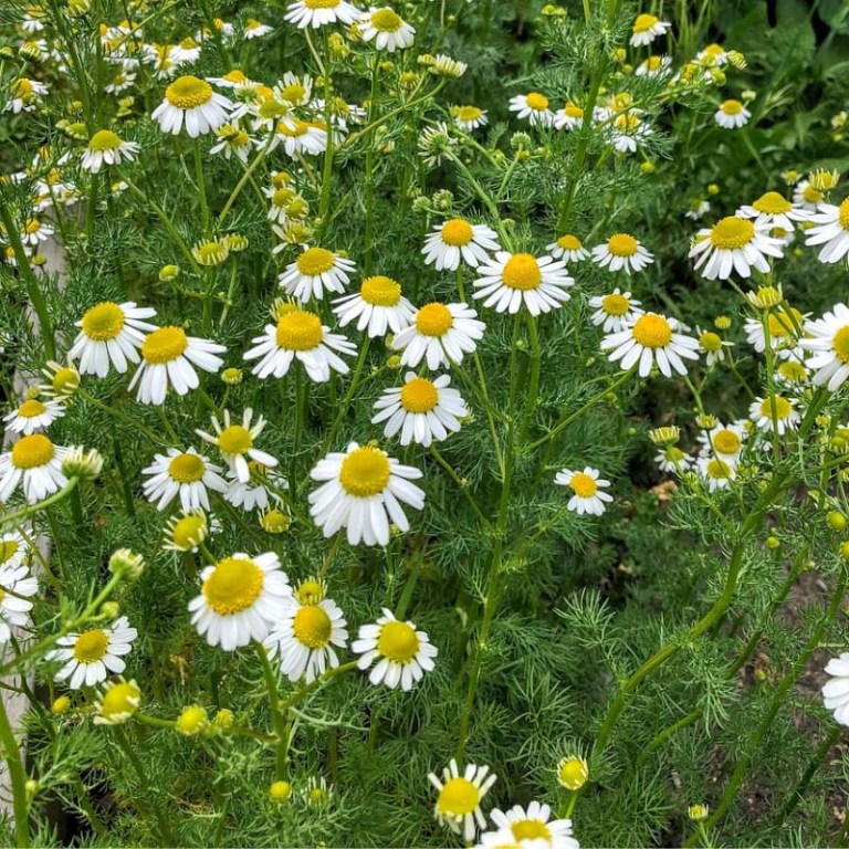 Absolute Aromas Chamomile, German Essential Oil