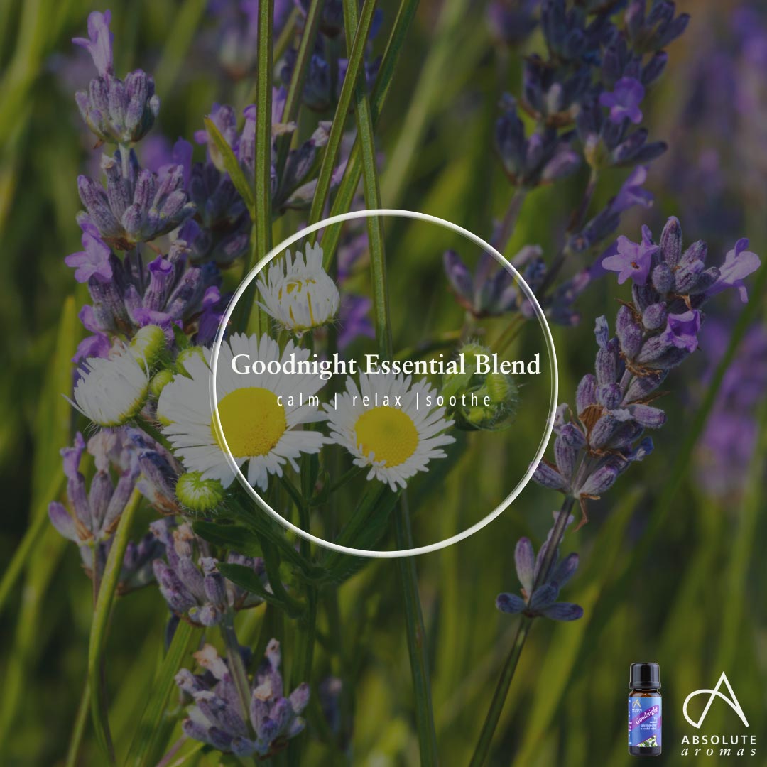 Absolute Aromas Goodnight Essential Blend