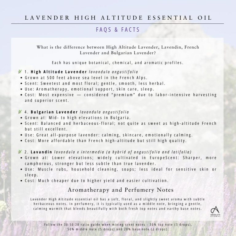 Absolute Aromas Lavender High Altitude Essential Oil