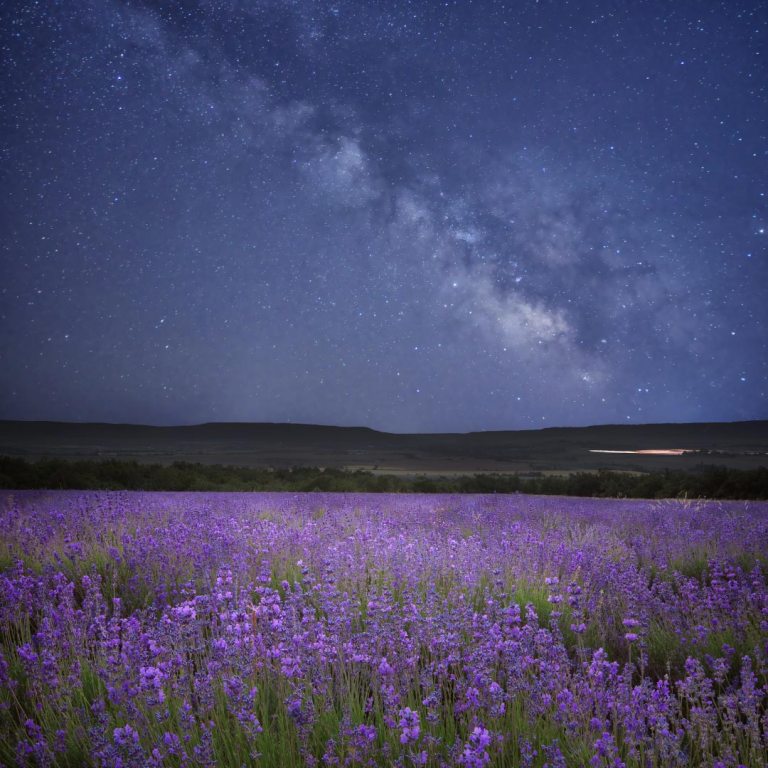 Absolute Aromas Goodnight Essential Blend