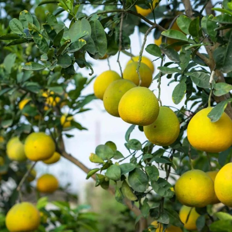 Absolute Aromas Lemon Essential Oil