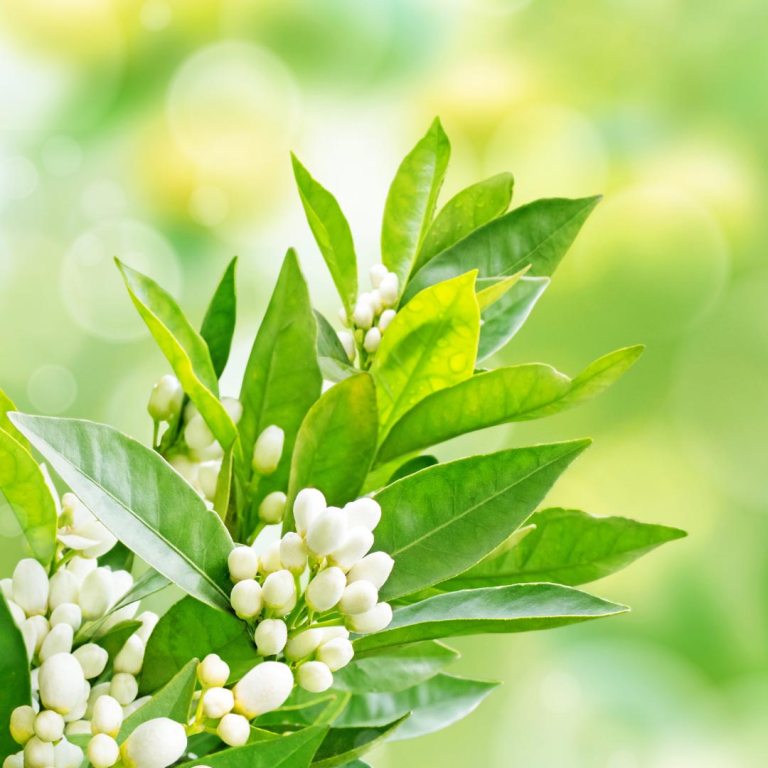 Absolute Aromas Neroli Essential Oil