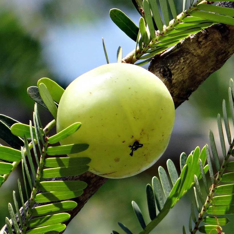 Alteya Organics Certified Organic Amla Oil
