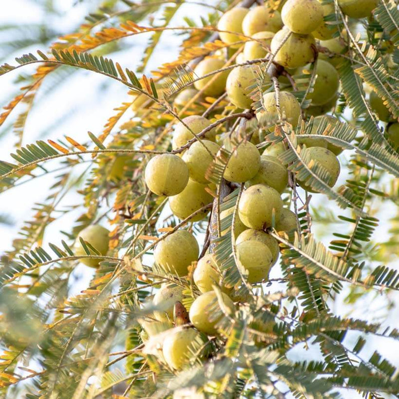 Alteya Organics Certified Organic Amla Oil