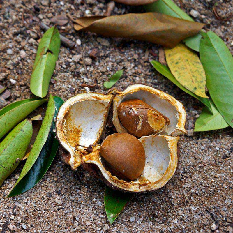 Alteya Organics Certified Organic Andiroba Оil