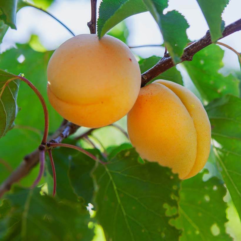 Alteya Organics Certified Organic Apricot Kernel Oil