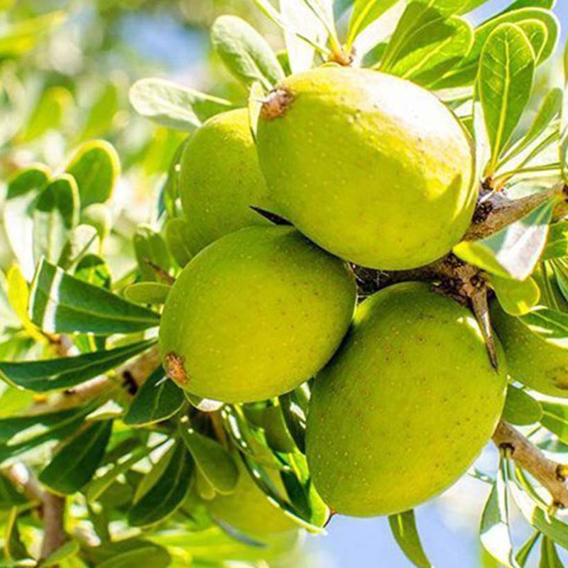 Alteya Organics Certified Organic Argan Oil