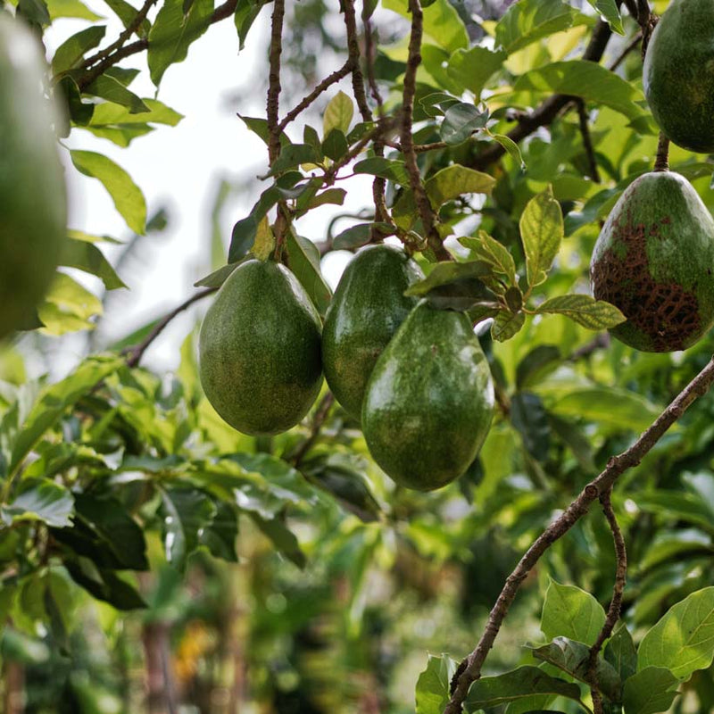 Alteya Organics Certified Organic Avocado Oil