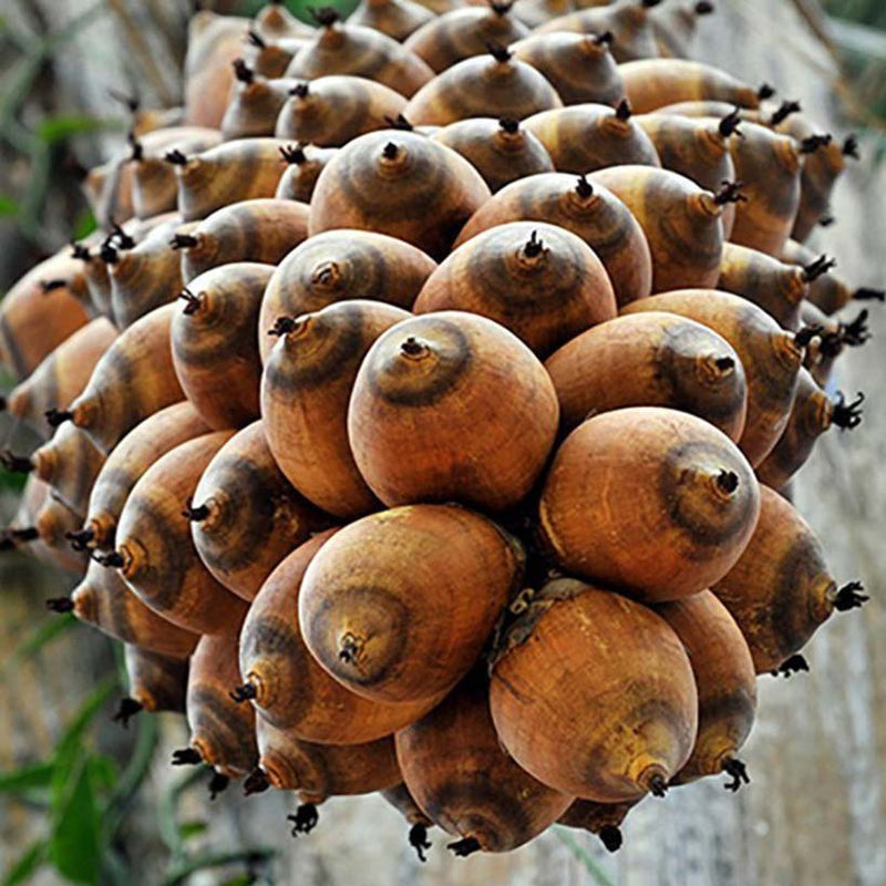 Alteya Organics Certified Organic Babassu Oil