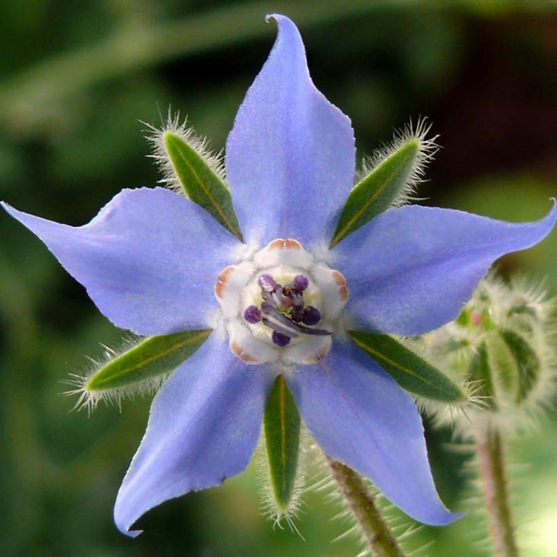 Alteya Organics Certified Organic Borage Oil