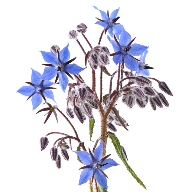 Alteya Organics Certified Organic Borage Oil