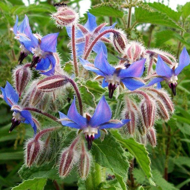 Alteya Organics Certified Organic Borage Oil