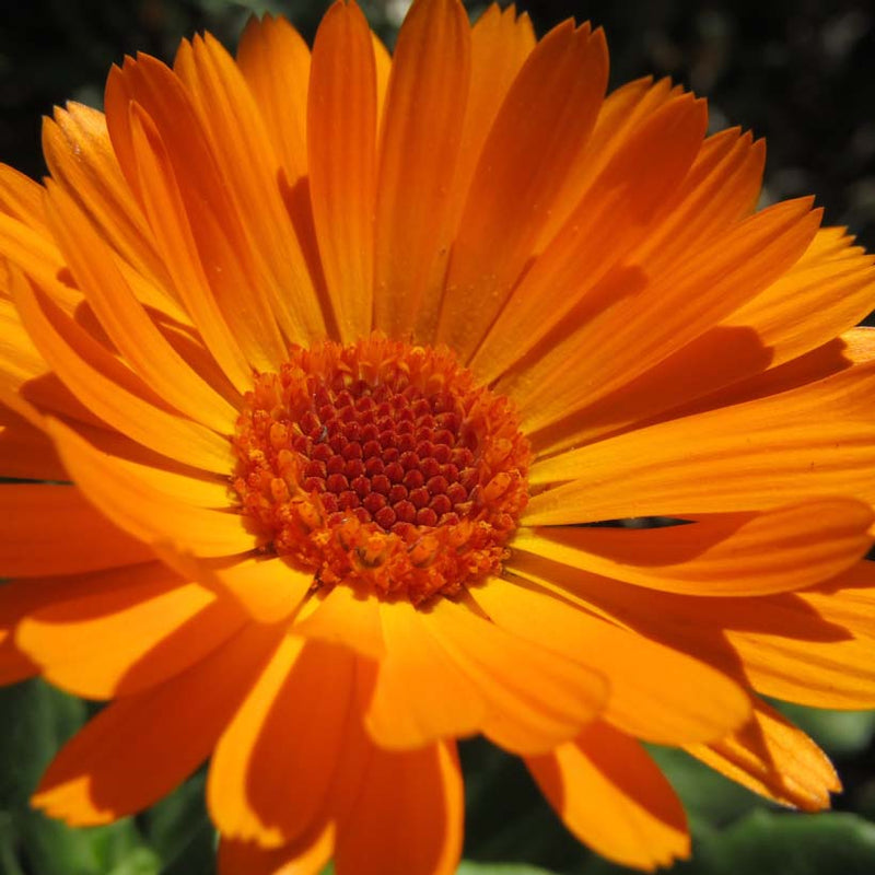 Alteya Organics Certified Organic Calendula Oil