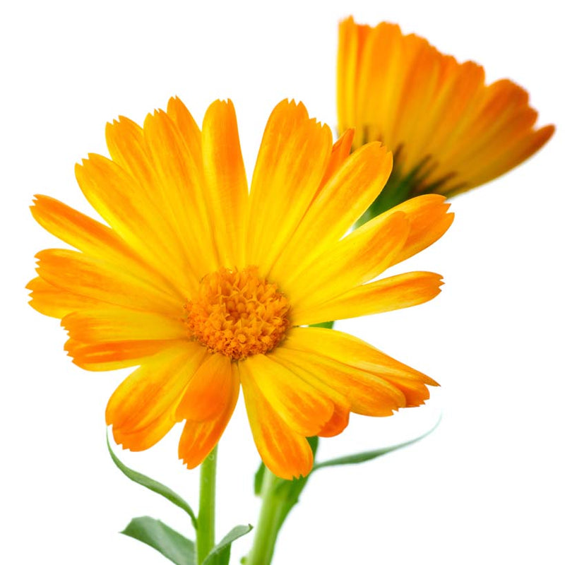 Alteya Organics Certified Organic Calendula Oil