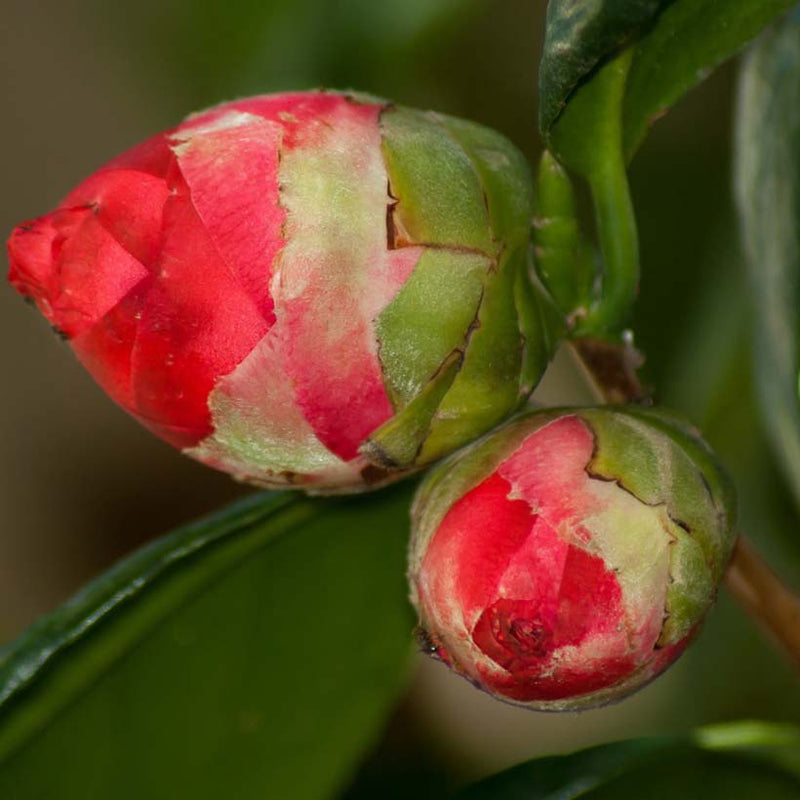Alteya Organics Certified Organic Camellia Seed Oil