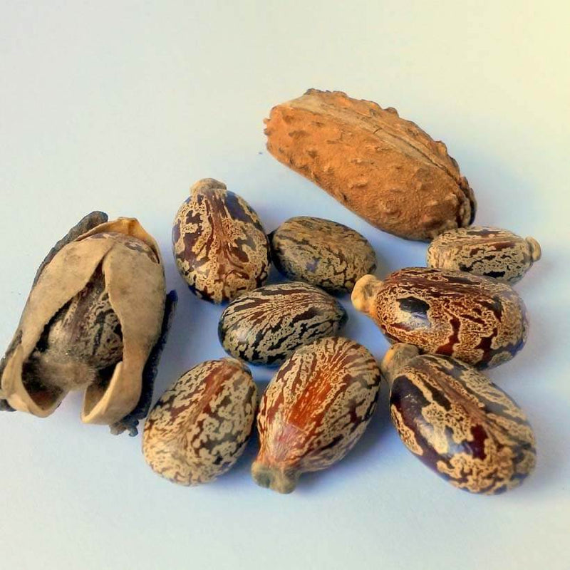 Alteya Organics Certified Organic Castor Oil