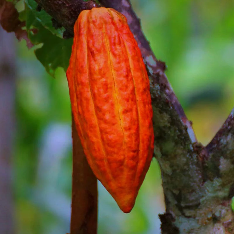 Alteya Organics Certified Organic Cocoa Butter