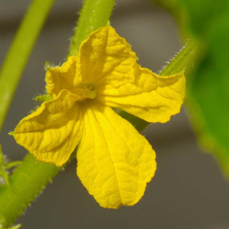Alteya Organics Certified Organic Cucumber Seed Оil