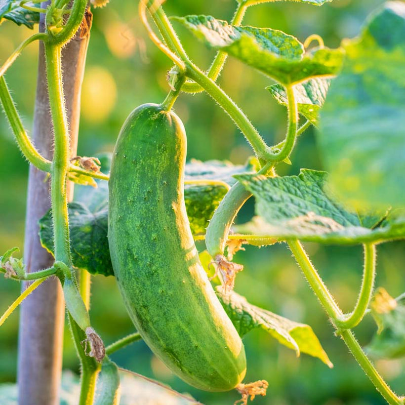 Alteya Organics Certified Organic Cucumber Seed Оil