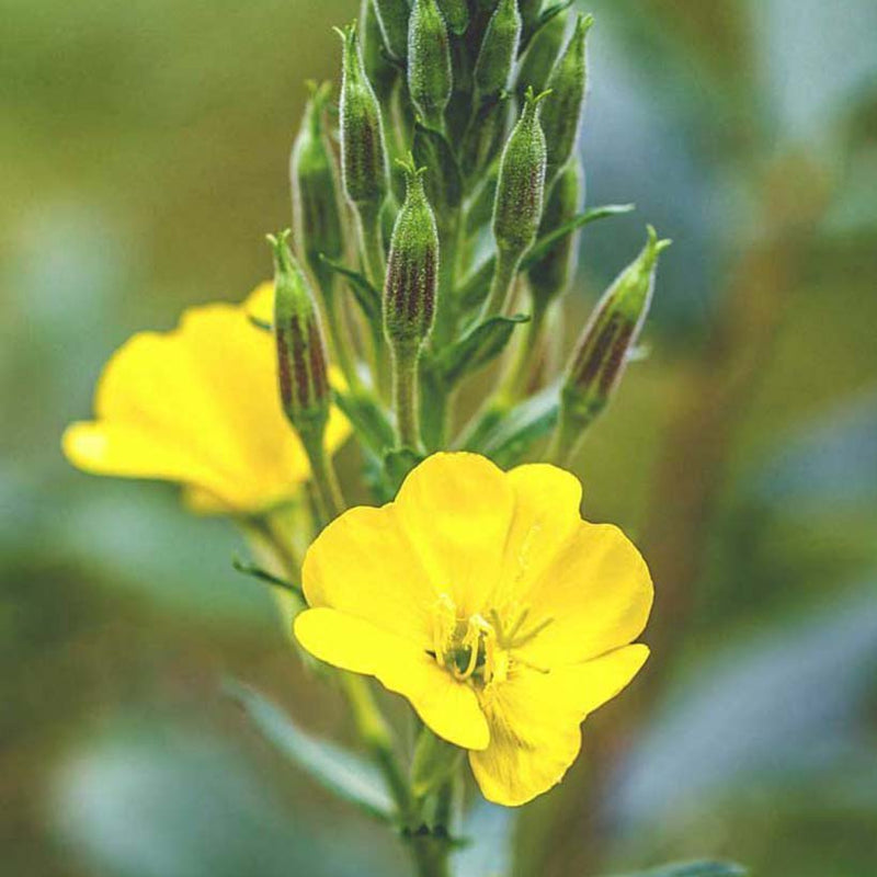 Alteya Organics Certified Organic Evening Primrose Oil