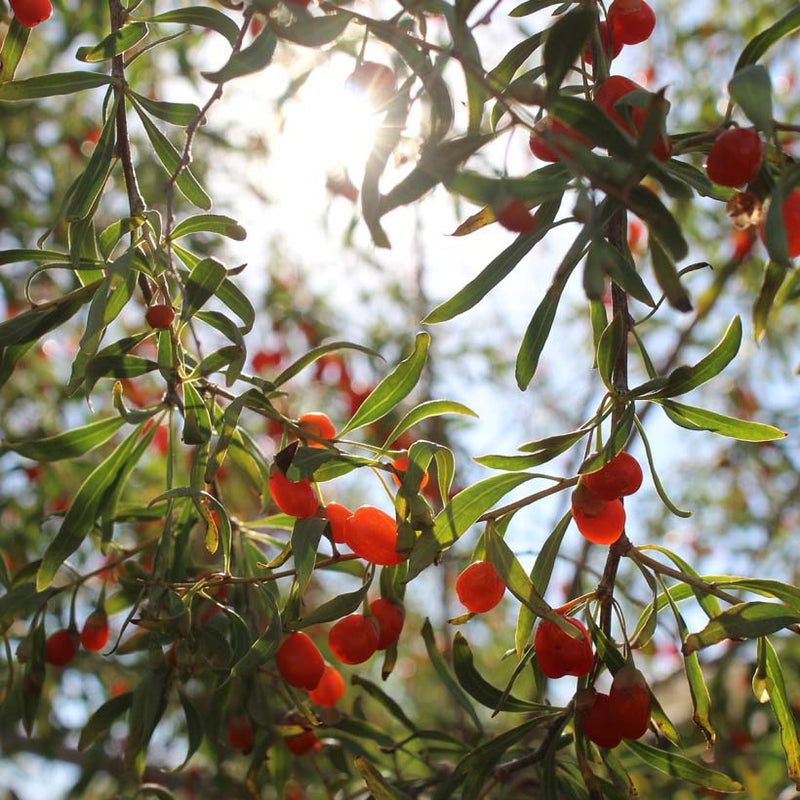 Alteya Organics Certified Organic Goji Berry Оil