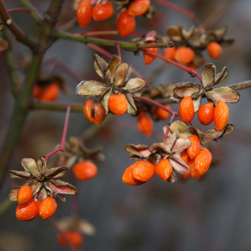 Alteya Organics Certified Organic Goji Berry Оil