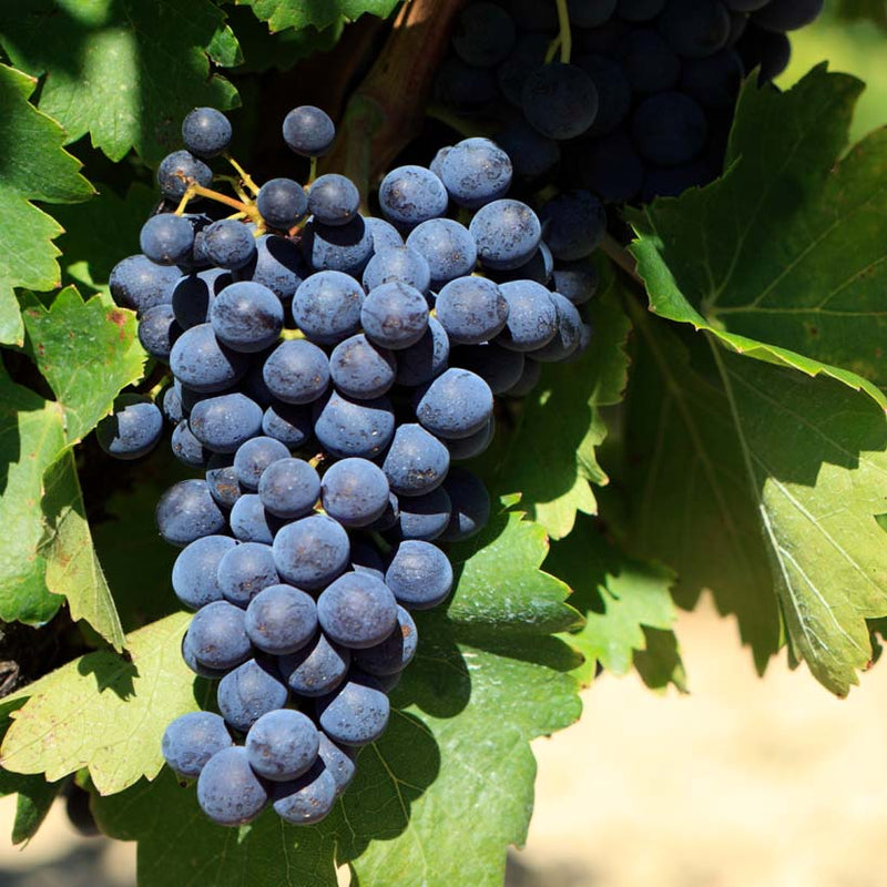 Alteya Organics Certified Organic Grape Seed Oil