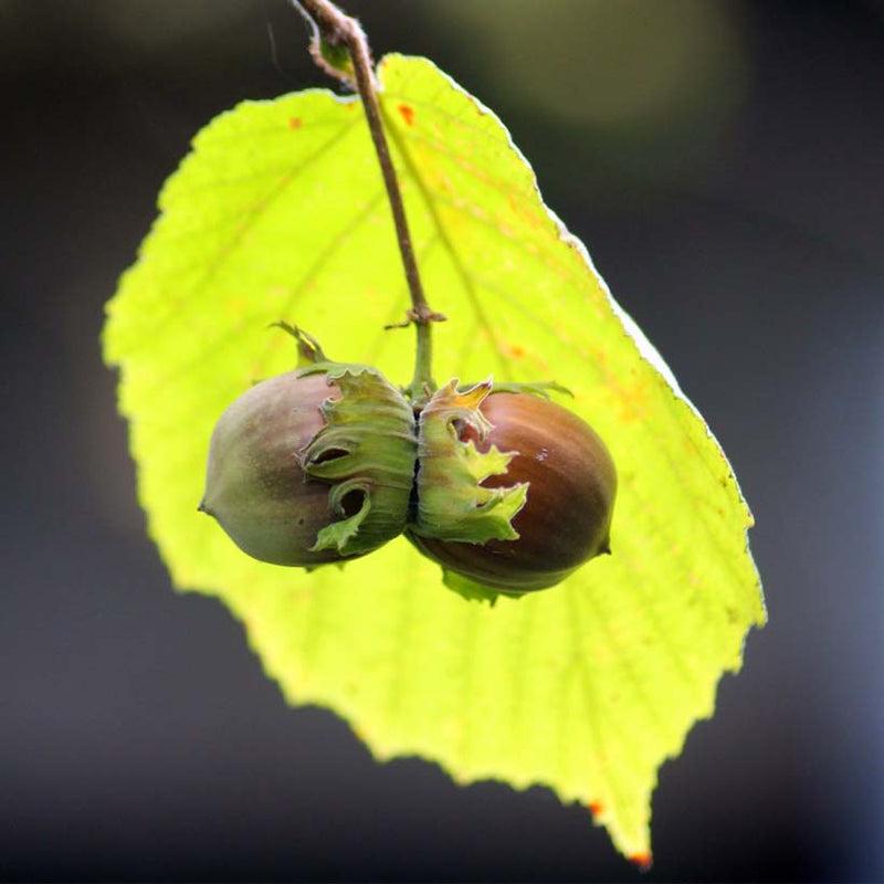Alteya Organics Certified Organic Hazelnut Oil