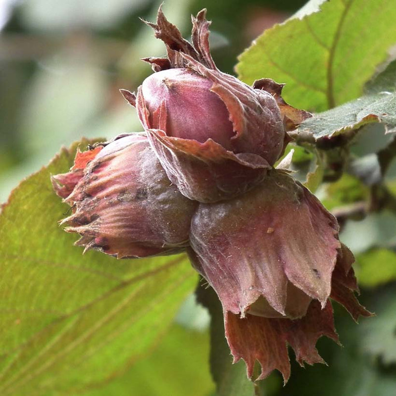 Alteya Organics Certified Organic Hazelnut Oil