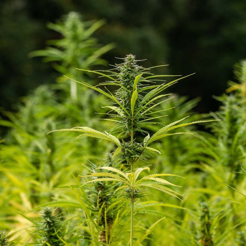 Alteya Organics Certified Organic Hemp Seed Oil