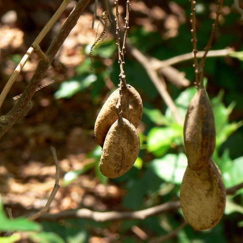 Alteya Organics Certified Organic Karanja Oil