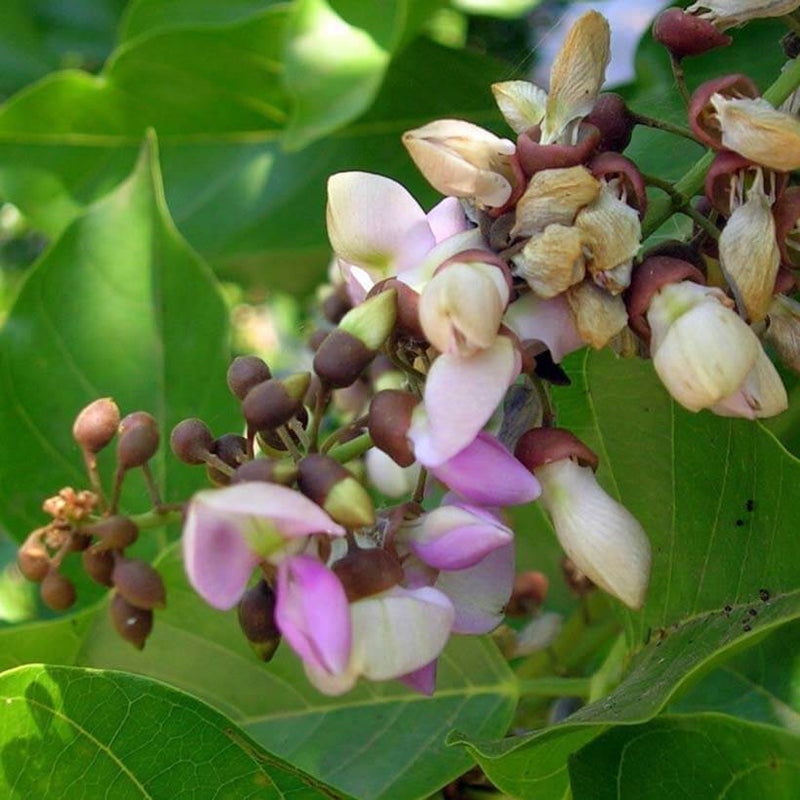 Alteya Organics Certified Organic Karanja Oil