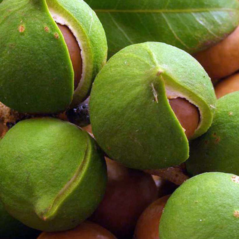 Alteya Organics Certified Organic Macadamia Oil