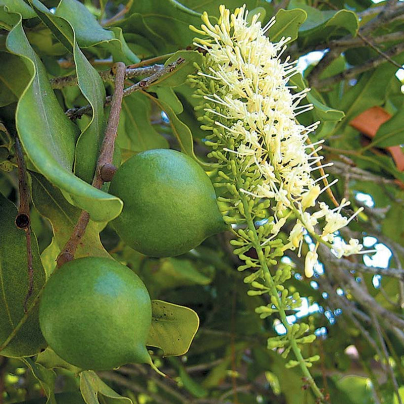 Alteya Organics Certified Organic Macadamia Oil