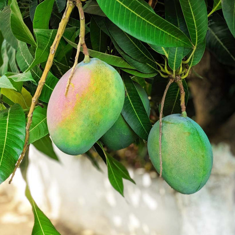 Alteya Organics Certified Organic Mango Butter