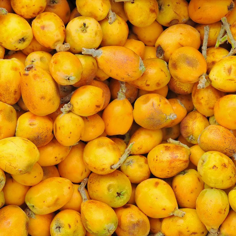 Alteya Organics Certified Organic Marula Оil