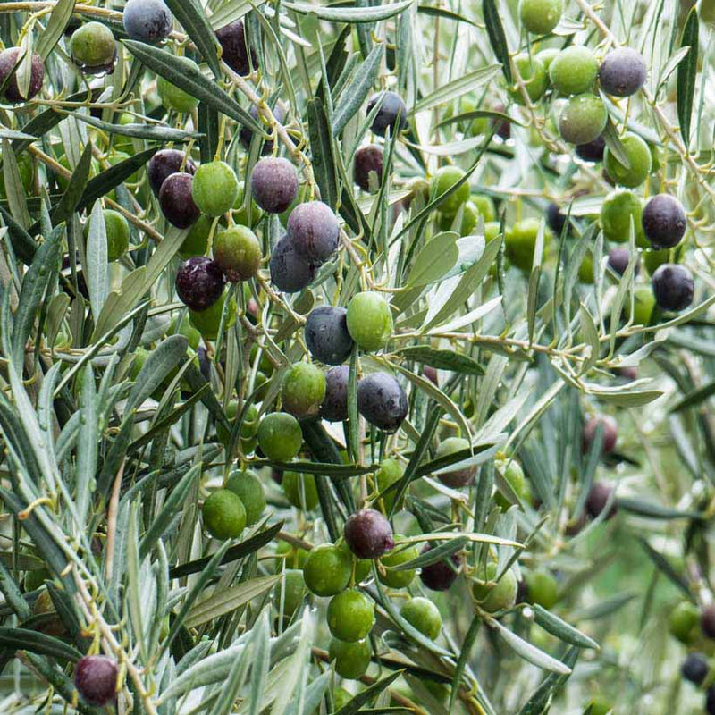 Alteya Organics Certified Organic Olive Oil