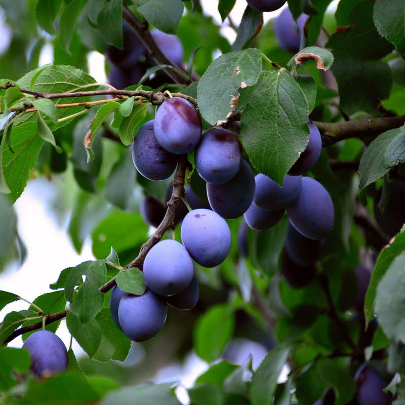 Alteya Organics Certified Organic Plum Kernel Оil