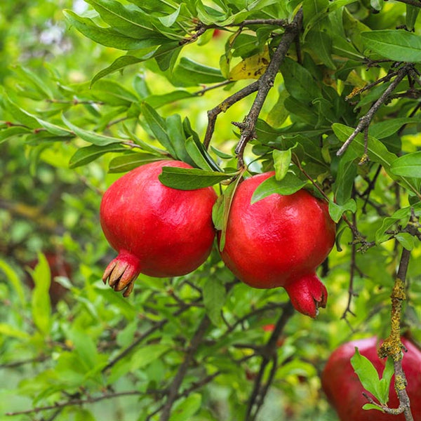 Alteya Organics Certified Organic Pomegranate Oil
