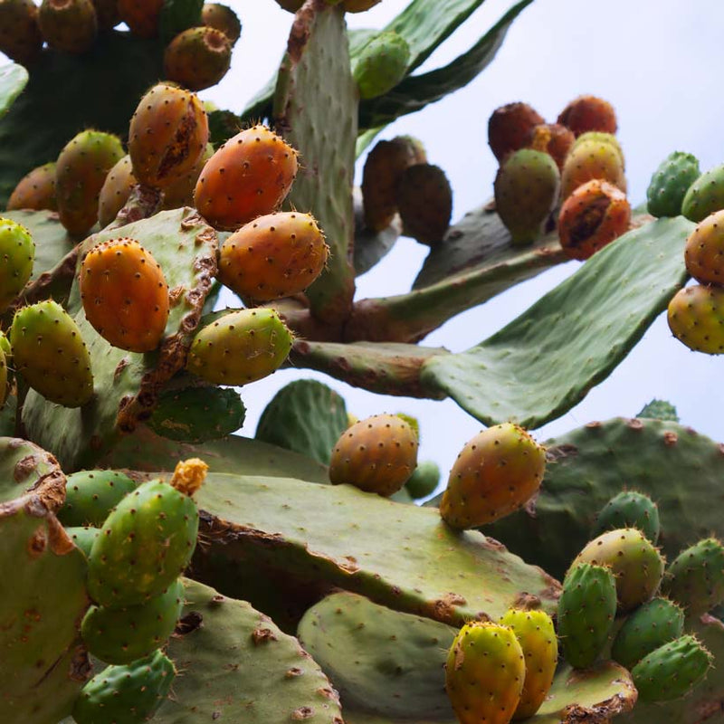 Alteya Organics Certified Organic Prickly Pear Оil