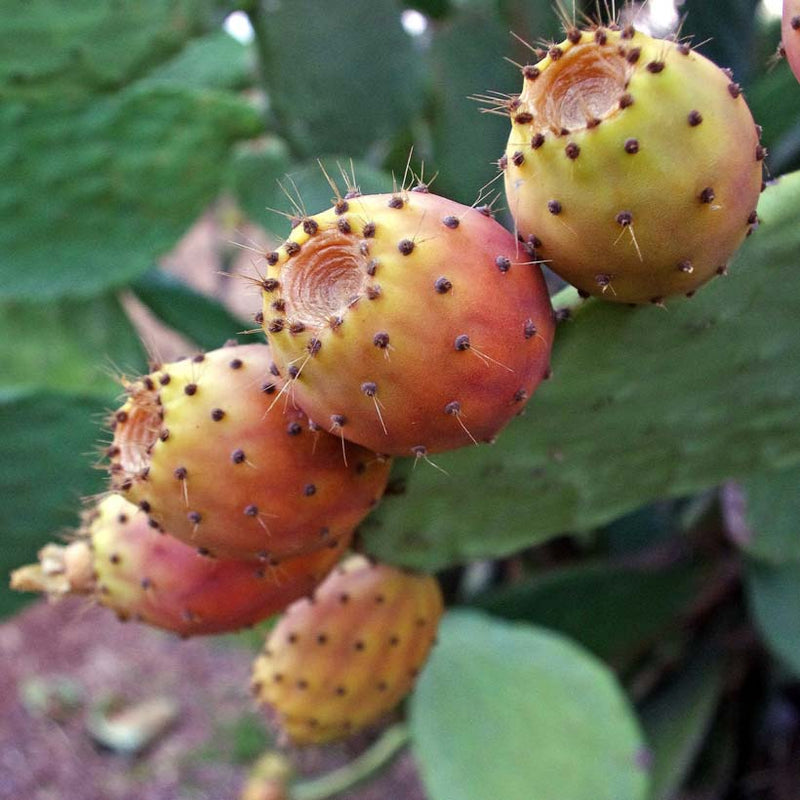 Alteya Organics Certified Organic Prickly Pear Оil
