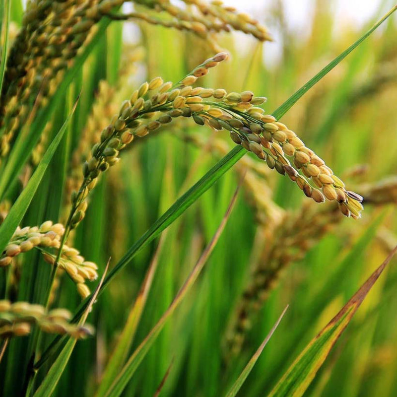 Alteya Organics Certified Organic Rice Bran Oil