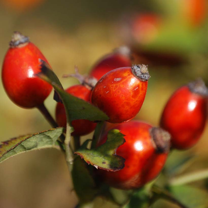 Alteya Organics Certified Organic Rosehip Seed Oil
