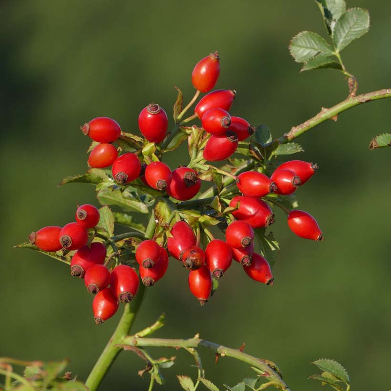 Alteya Organics Certified Organic Rosehip Seed Oil