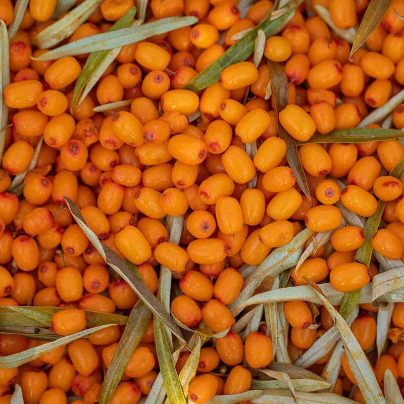 Alteya Organics Certified Organic Sea Buckthorn Oil