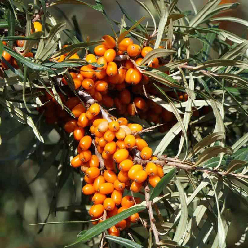 Alteya Organics Certified Organic Sea Buckthorn Oil