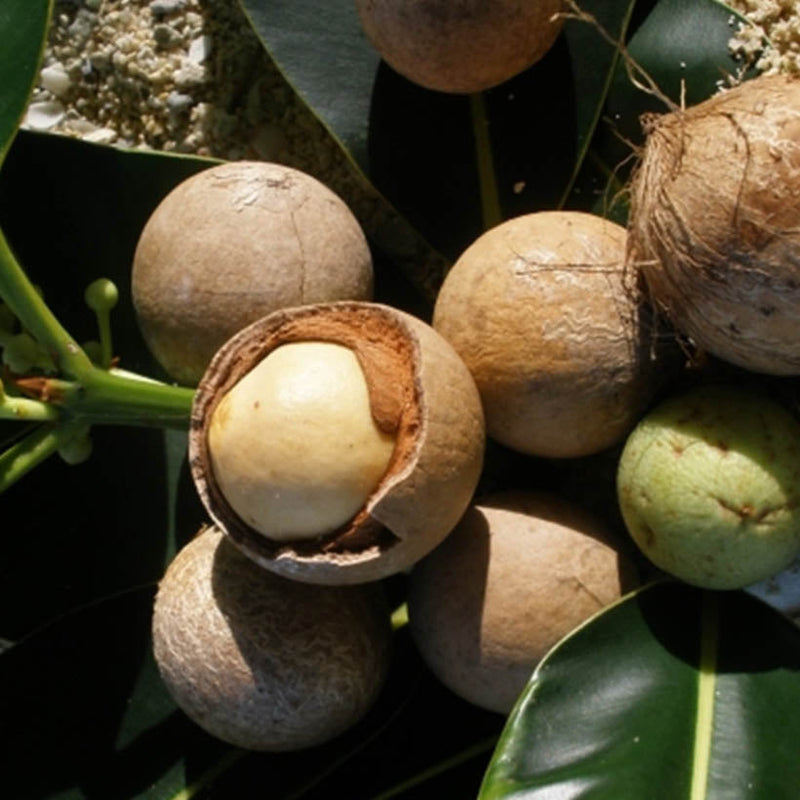 Alteya Organics Certified Organic Tamanu Oil