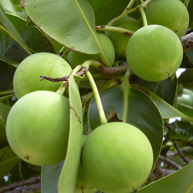 Alteya Organics Certified Organic Tamanu Oil